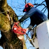 Big Ben's Tree Service gallery
