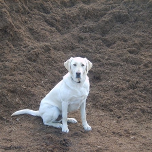 Page Road Garden Center - Morrisville, NC. Triple Shredded Hardwood- and our mascot- Rio