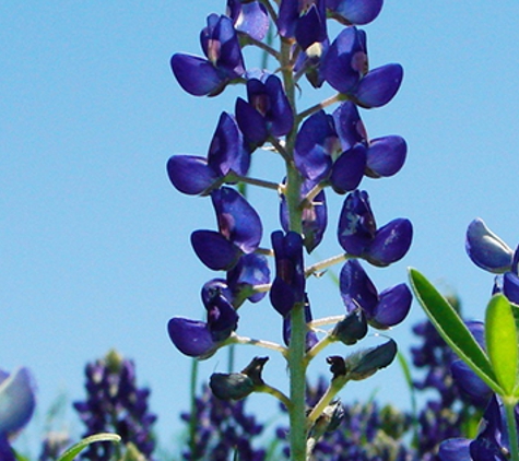 Backbone Valley Nursery - Marble Falls, TX