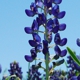 Backbone Valley Nursery