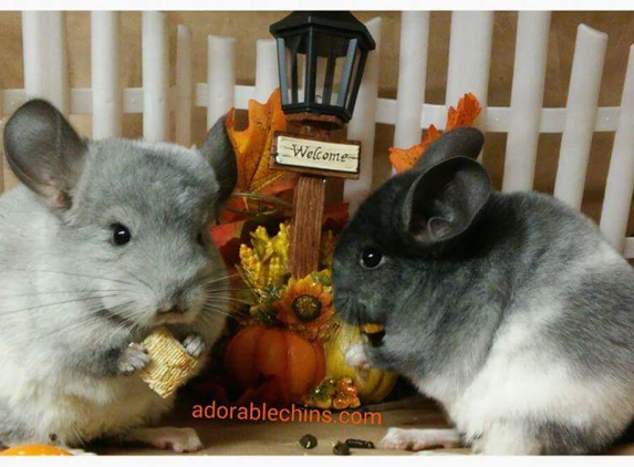 Adorable Chins - Philadelphia, PA