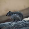 Affordable Pest Control Service gallery