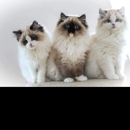 Ragdoll Tales - Pet Breeders