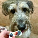 Reynolds Pet Resort - Portland