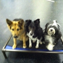 5th Avenue Fido - Pet Sitting & Exercising Services