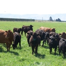 Holy Cow Grass Fed Beef - Meat Markets
