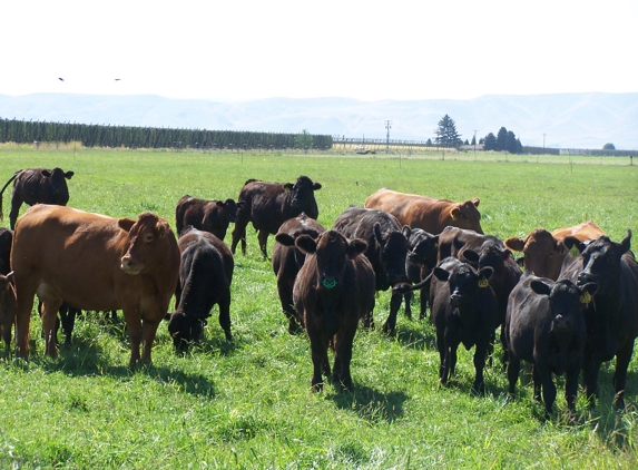 Holy Cow Grass Fed Beef - Wapato, WA