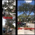 Go Green Affordable Tree Services