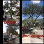 Go Green Affordable Tree Services