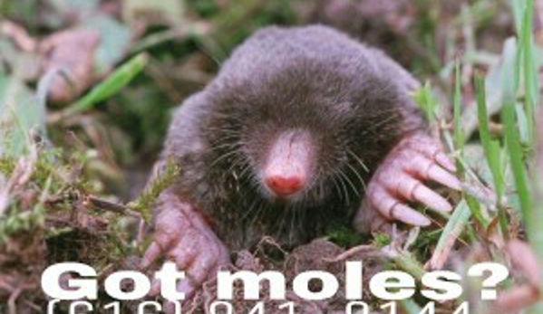 Mid Michigan Animal Control - Ionia, MI. Mole removal