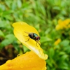 Havard Pest Control Inc gallery