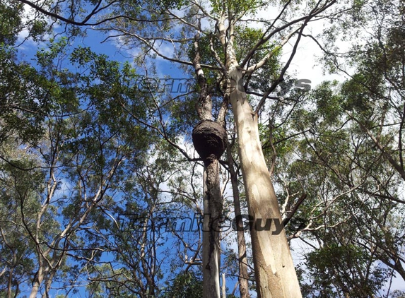 Termite Guys Brisbane
