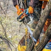 Canales Tree Service gallery