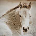 Ghost Horse Photography