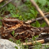 Hog Gone Wildlife Removal gallery