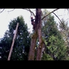 Quality Tree Service & Landscape Maint. LLC gallery