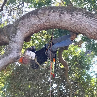 Ned Patchett Tree Care & Consulting - San Carlos, CA