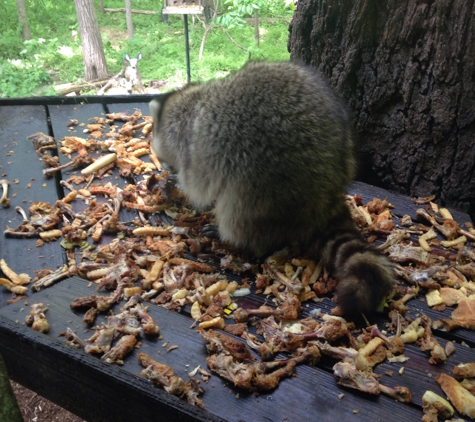 Alpine Inn - Omaha, NE. Feeding the cats... And raccoons the scraps