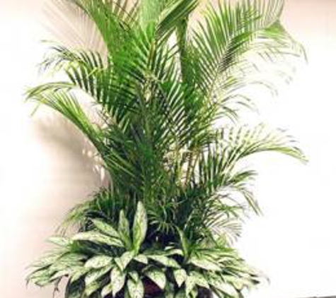 Natural Haven Indoor Plant Service and Sales - Glendora, CA