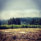 Hirsch Vineyards