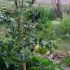 Project Food Forest gallery