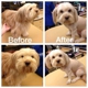 BBs Dog Grooming