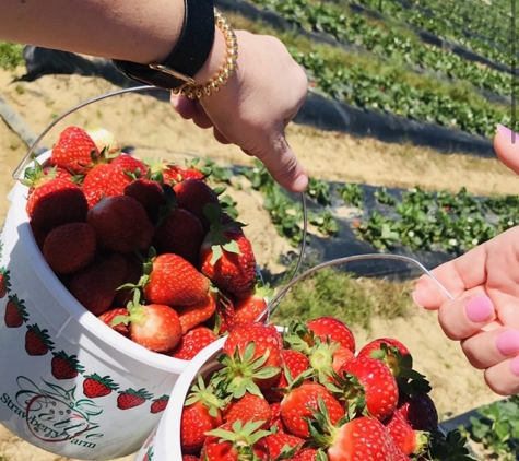 Cottle Strawberry Farm - Hopkins, SC