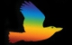 Visual Graphics QLD PTY LTD Logo