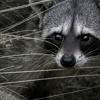 Elite Wildlife Removal gallery