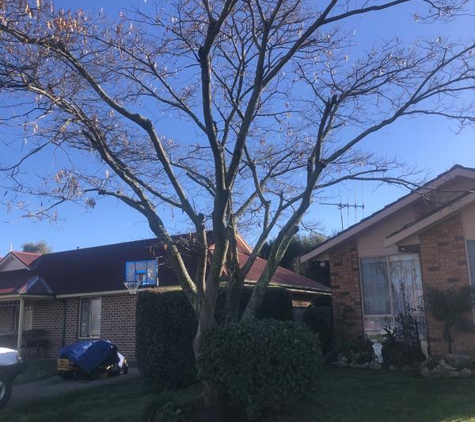 Little Guy Tree Surgery - Orange, NSW. Removed this tree
