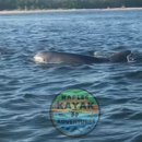 Naples Kayak Adventures - Kayaks