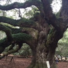 Angel Oak Tree