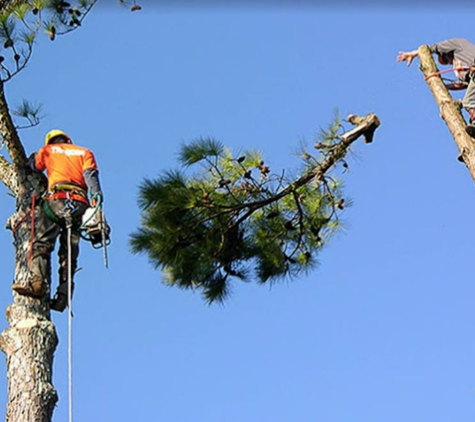 Dave & Jo's Tree Service & Stump Grinding - Saint Petersburg, FL