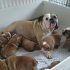 Beautiful Bulldogs for sale gallery