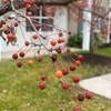 Solstice Senior Living at Fairport gallery