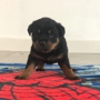 Stoneroad Company - Rottweiler Breeder of Northern California