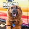 Subaru of Pembroke Pines gallery