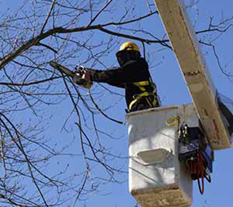 Express Tree Service