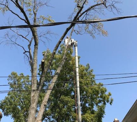 In & Out Tree Care - Columbus, OH