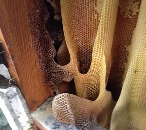 Don's Bees, Termites and Weeds - Peoria, AZ