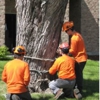 Foley's Tree Service LLC gallery