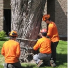 Foley's Tree Service LLC