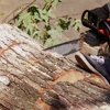Arbor Care Tree Solutions gallery