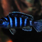 Cichlids