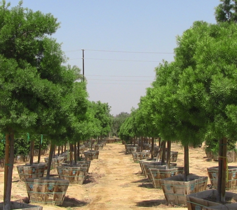 Moon Valley Nurseries - Avondale, AZ