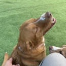 Anytime Dog Training - Dog Training