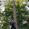 Treemax Expert Tree Services LLC gallery