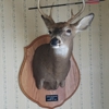 Reichard Taxidermy gallery