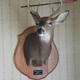 Reichard Taxidermy