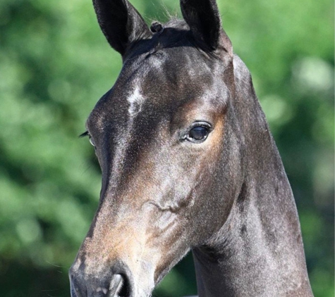 Global Horses Management - West Palm Beach, FL